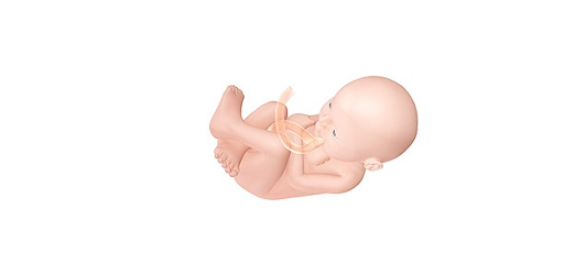 Pregnancy Calculator